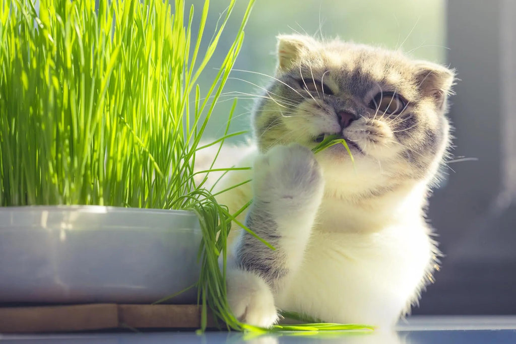 Organic Cat Grass Growing Medium 2 QUARTS F549050