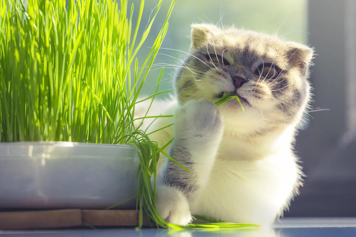 Organic Cat Grass Growing Medium 2 QUARTS F549050
